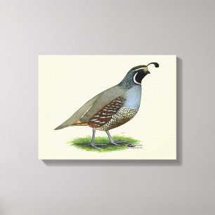 California Valley Quail Canvas Afdruk