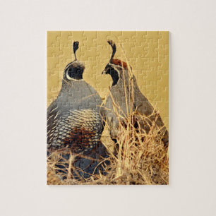 California Valley Quail Legpuzzel