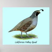 California Valley Quail Poster (Voorkant)