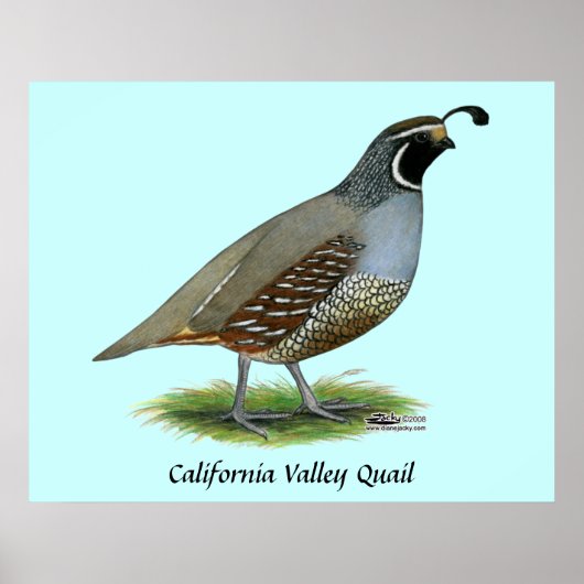 California Valley Quail Poster (Voorkant)