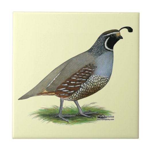 California Valley Quail Tegeltje (Voorkant)