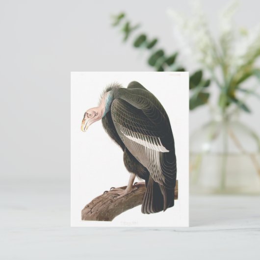California Vulture (Condor), Audubon Fine Art Briefkaart (Staand voorkant)