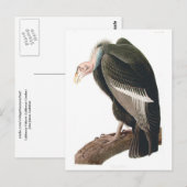 California Vulture (Condor), Audubon Fine Art Briefkaart (Voorkant / Achterkant)
