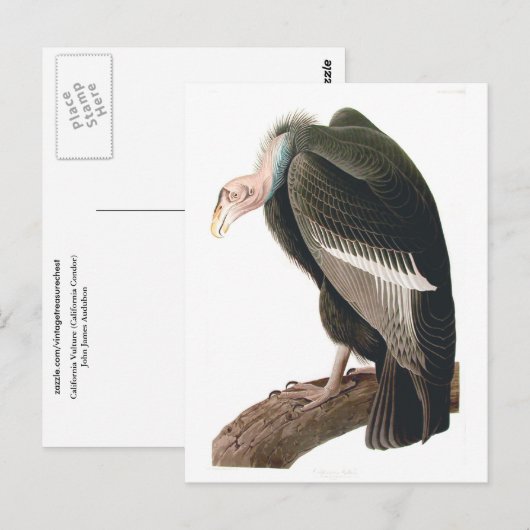 California Vulture (Condor), Audubon Fine Art Briefkaart (Voorkant / Achterkant)