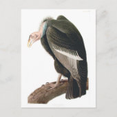 California Vulture (Condor), Audubon Fine Art Briefkaart (Voorkant)