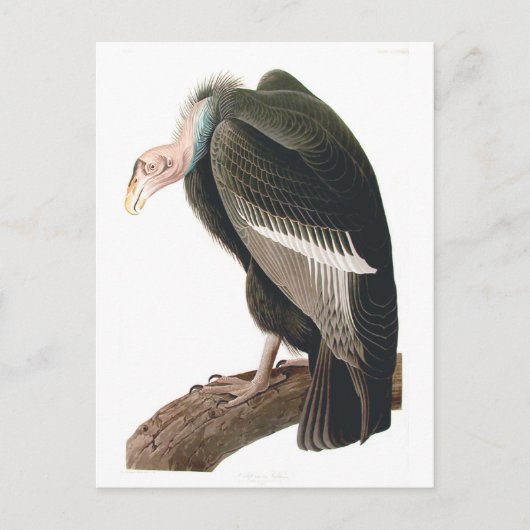 California Vulture (Condor), Audubon Fine Art Briefkaart (Voorkant)