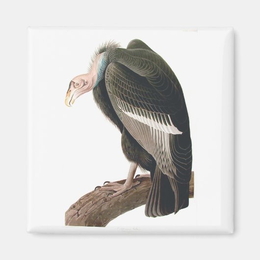 California Vulture (Condor), Audubon Fine Art Magneet (Voorkant)