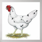 California White Hen Poster (Voorkant)