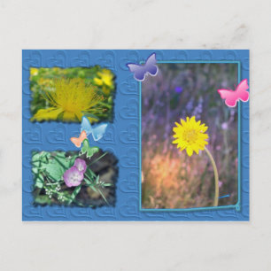 California Wildflower Post Card Briefkaart
