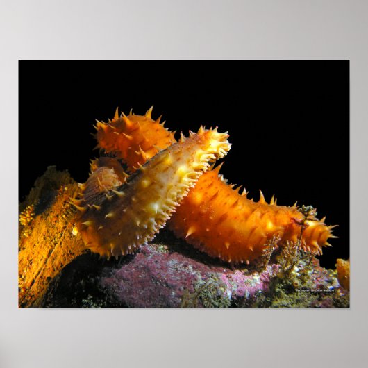 California Zee Komkommer Liefde - Fine Art Prints (Voorkant)