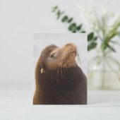 California Zee Lion Briefkaart (Staand voorkant)