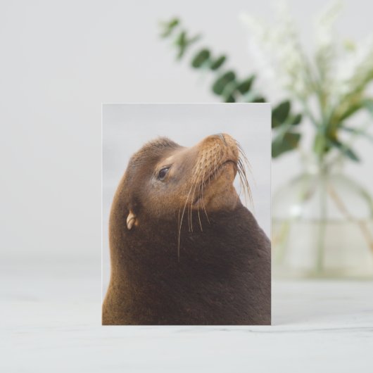 California Zee Lion Briefkaart (Staand voorkant)