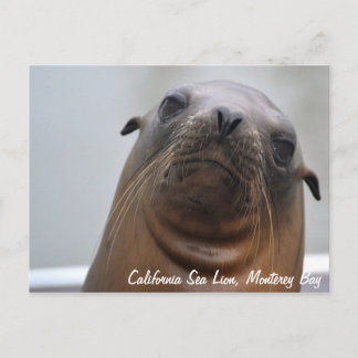 California Zee Lion Briefkaart