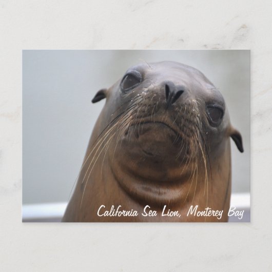 California Zee Lion Briefkaart (Voorkant)