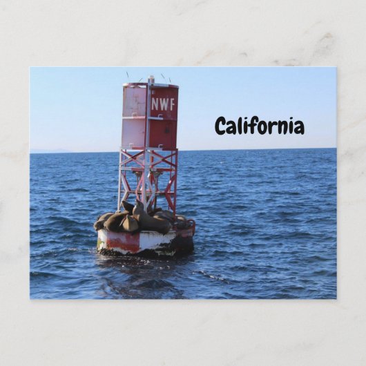 California Zee Lion Briefkaart (Voorkant)