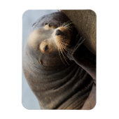 California Zee Lion Resting Magneet (Verticaal)