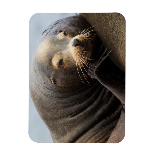 California Zee Lion Resting Magneet (Verticaal)