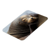 California Zee Lion Resting Magneet (Linkerzijde)