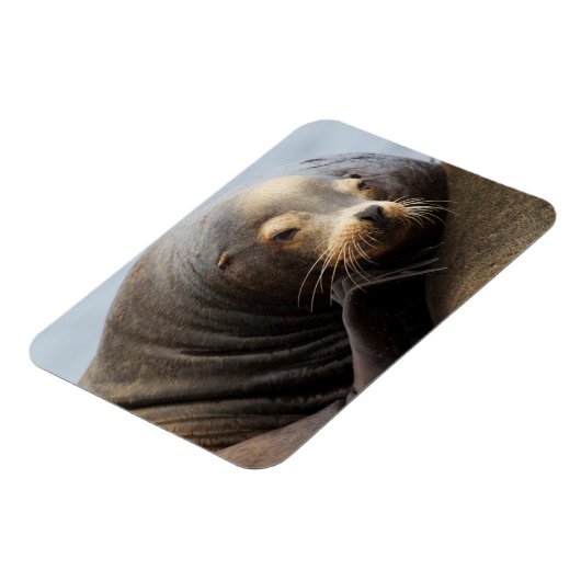 California Zee Lion Resting Magneet (Linkerzijde)