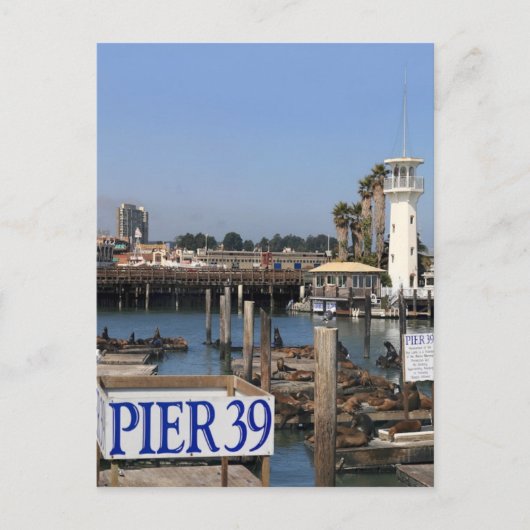 California Zee Lions Briefkaart (Voorkant)
