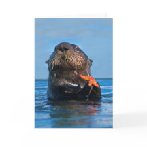 California Zee Otter Holding Starfish