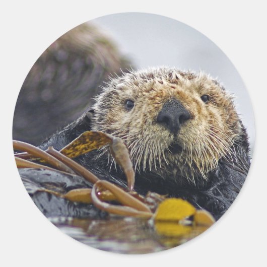 California Zee Otter Ronde Sticker (Voorkant)