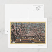 CaliforniaBlossom Blooming on Trees Briefkaart (Voorkant / Achterkant)