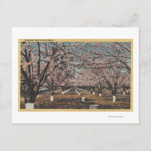 CaliforniaBlossom Blooming on Trees Briefkaart