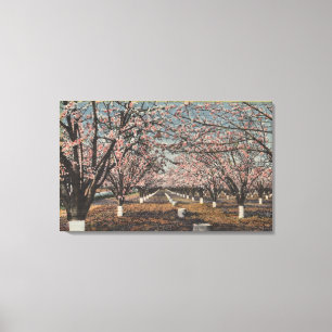 CaliforniaBlossom Blooming on Trees Canvas Afdruk