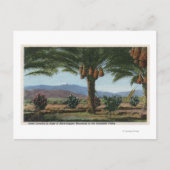 CaliforniaDates Groeiend in de Coachella Briefkaart (Voorkant)