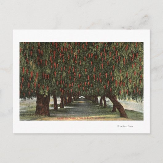 CaliforniaGroves of Pepper Trees Briefkaart (Voorkant)