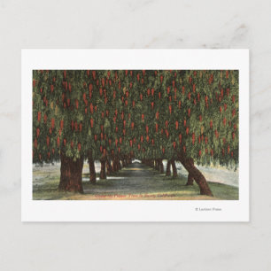 CaliforniaGroves of Pepper Trees Briefkaart