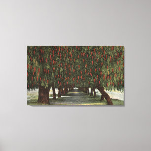CaliforniaGroves of Pepper Trees Canvas Afdruk