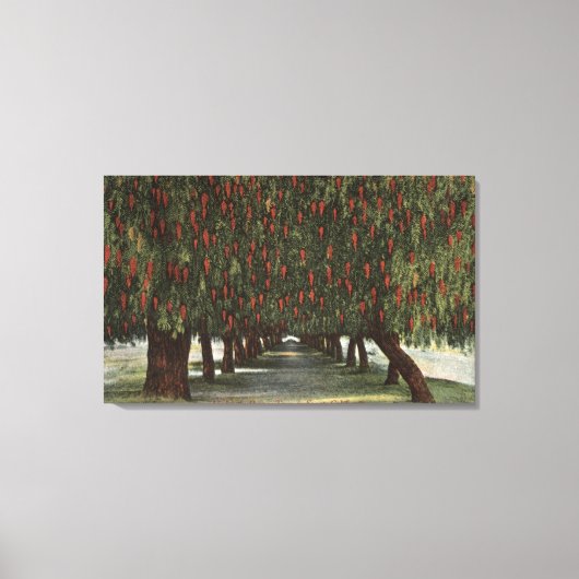 CaliforniaGroves of Pepper Trees Canvas Afdruk (Voorkant)