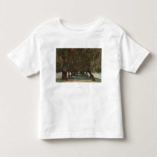CaliforniaGroves of Pepper Trees Kinder Shirts (Voorkant)