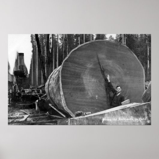 CaliforniaMan door Cut Redwood Log Poster (Voorkant)