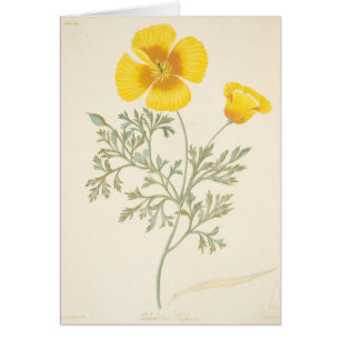 Californian Eschscholtzia