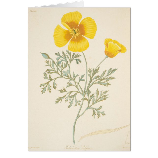 Californian Eschscholtzia (Voorkant)