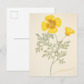 Californian Eschscholtzia Briefkaart (Voorkant / Achterkant)