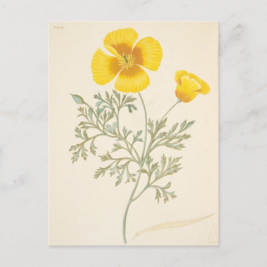 Californian Eschscholtzia Briefkaart (Voorkant)