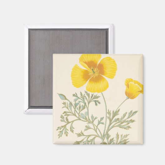 Californian Eschscholtzia Magneet (Voorkant / Achterkant)