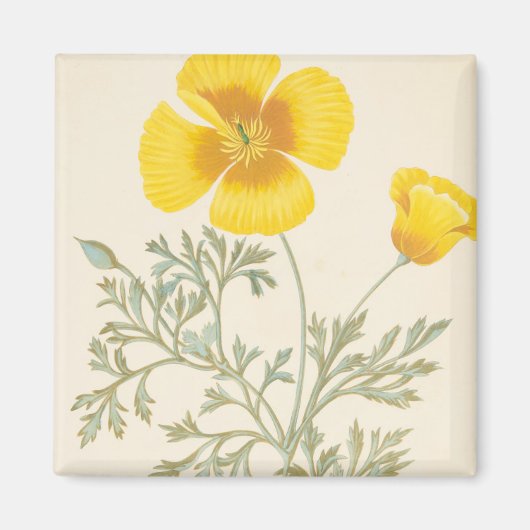 Californian Eschscholtzia Magneet (Voorkant)