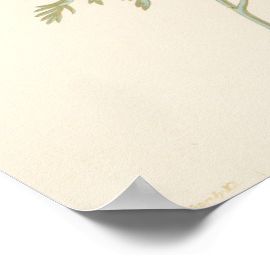 Californian Eschscholtzia Poster (Hoek)