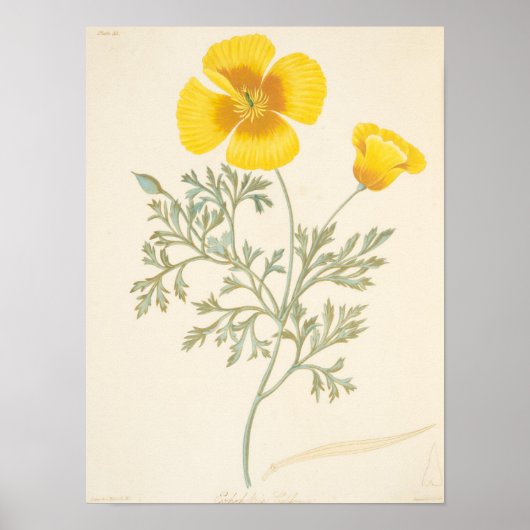 Californian Eschscholtzia Poster (Voorkant)