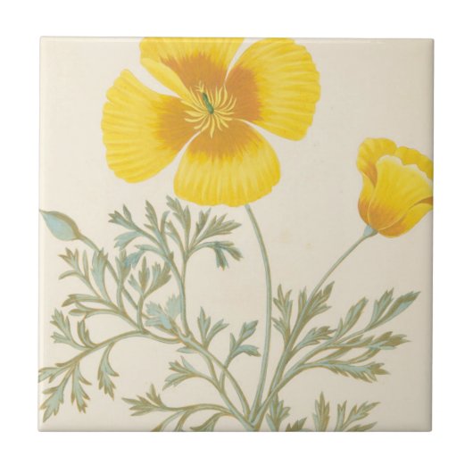 Californian Eschscholtzia Tegeltje (Voorkant)