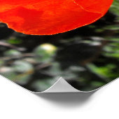 Californian Poppy Poster (Hoek)