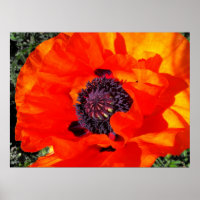 Californian Poppy