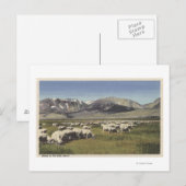 CaliforniaSheep Grazing in de Hoge Sierra Briefkaart (Voorkant / Achterkant)