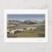 CaliforniaSheep Grazing in de Hoge Sierra Briefkaart (Voorkant)