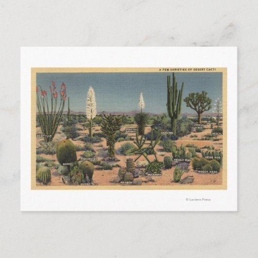 CaliforniaVarieties of Desert Cacti Briefkaart (Voorkant)